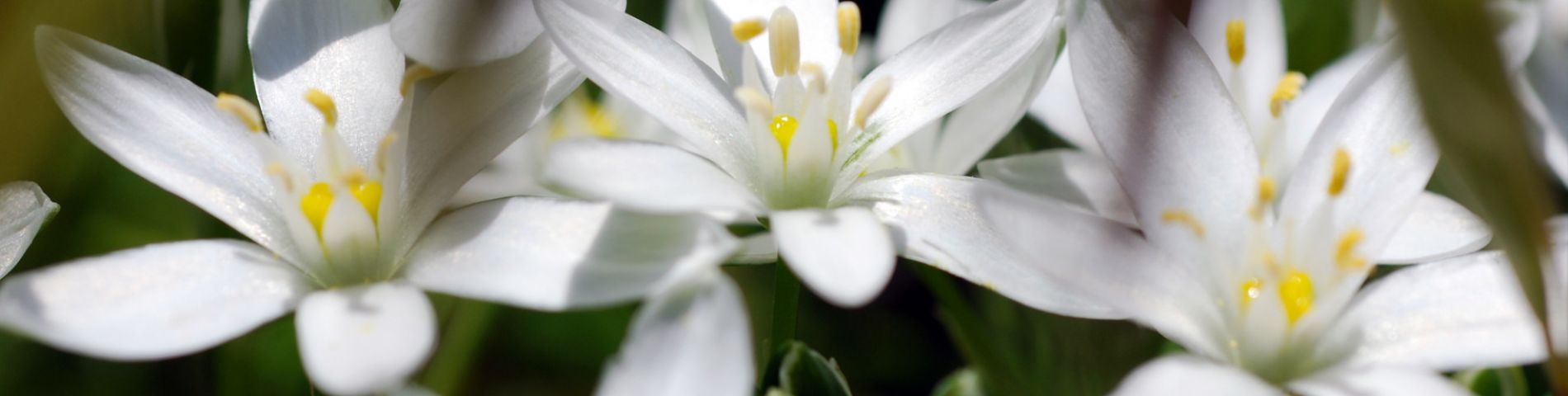 Latte di gallina di Gussone