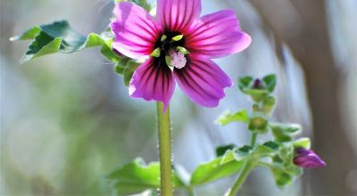 Malva arborea